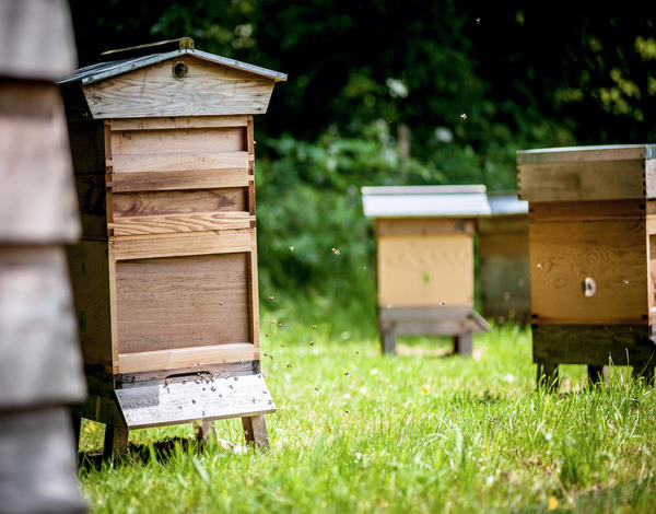 Beekeeping Experience & Lunch